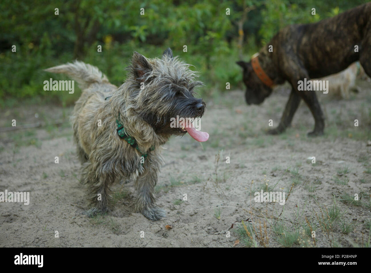 Cairn terrier palying con altri cani in foresta Foto Stock