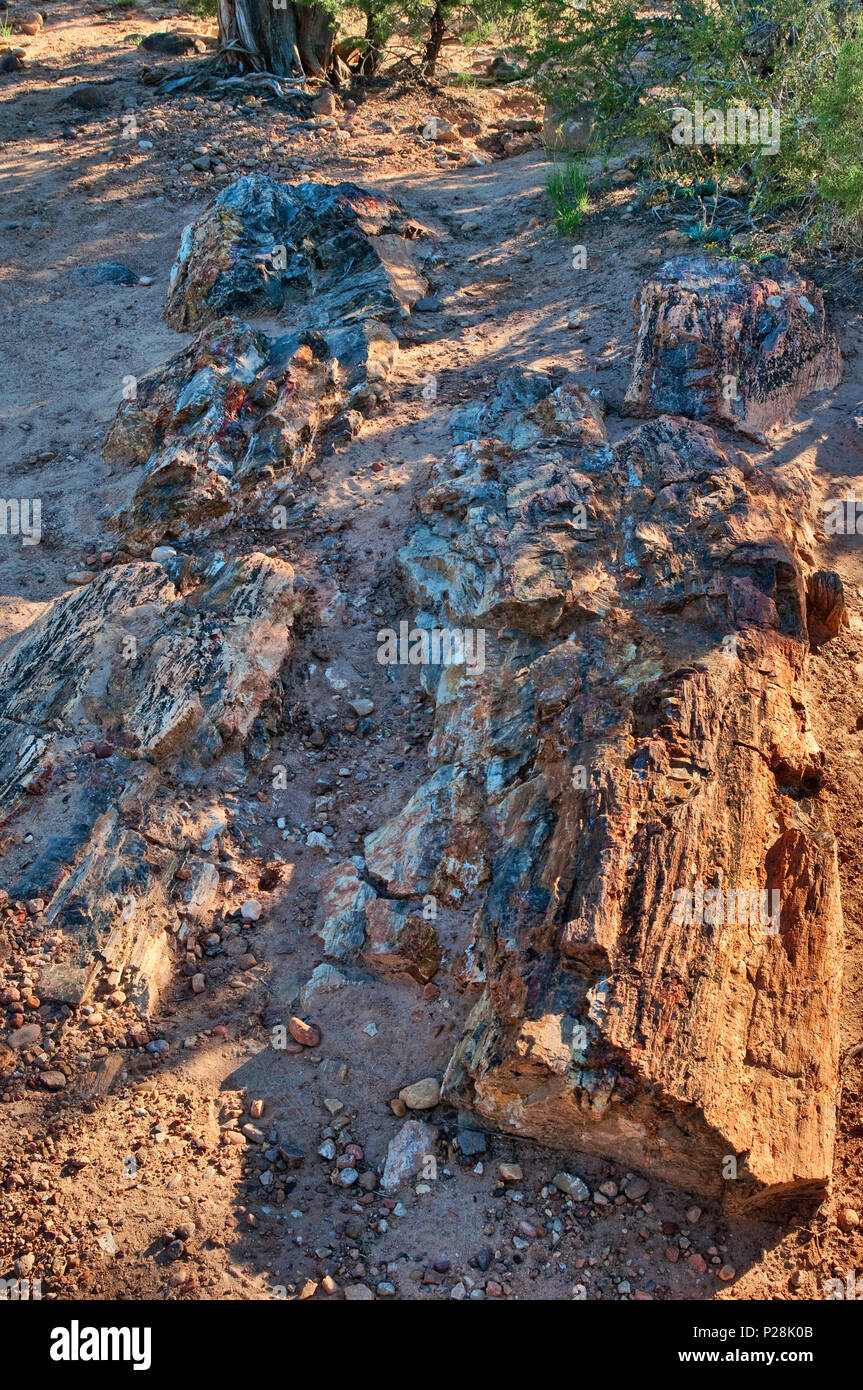 Rocce a Escalante foresta pietrificata del Parco Statale di Altopiano del Colorado, Utah, Stati Uniti d'America Foto Stock
