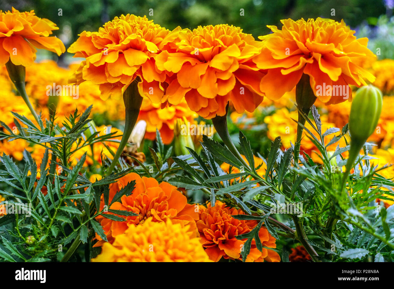 Tagetes erecta arancione. Marigold africano Foto Stock