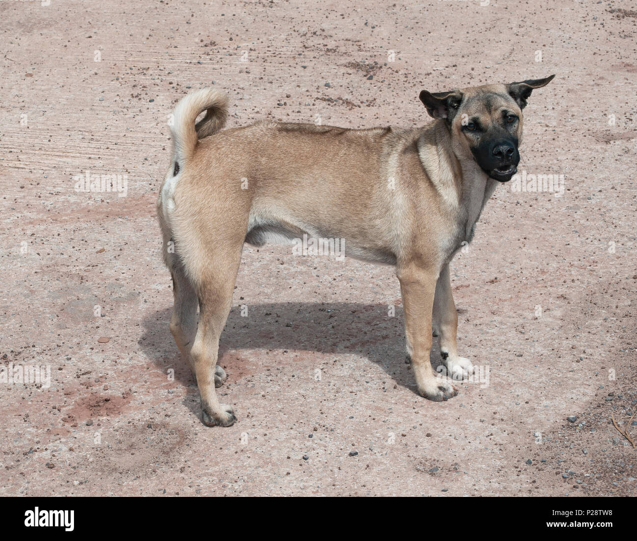 Thai Ridgeback dog (Canis) razza mista colore wheaten permanente sulla strada concreta e guardando in alto, Isaan, Thailandia Foto Stock