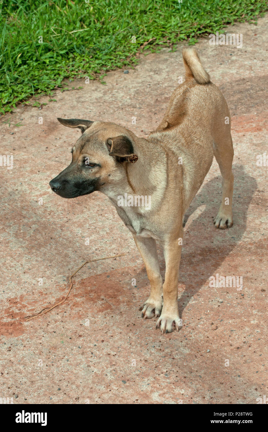 Thai Ridgeback cane maschio (Canis) razza mista colore wheaten ritto sulle quattro zampe e guardando a sinistra, Isaan, Thailandia Foto Stock