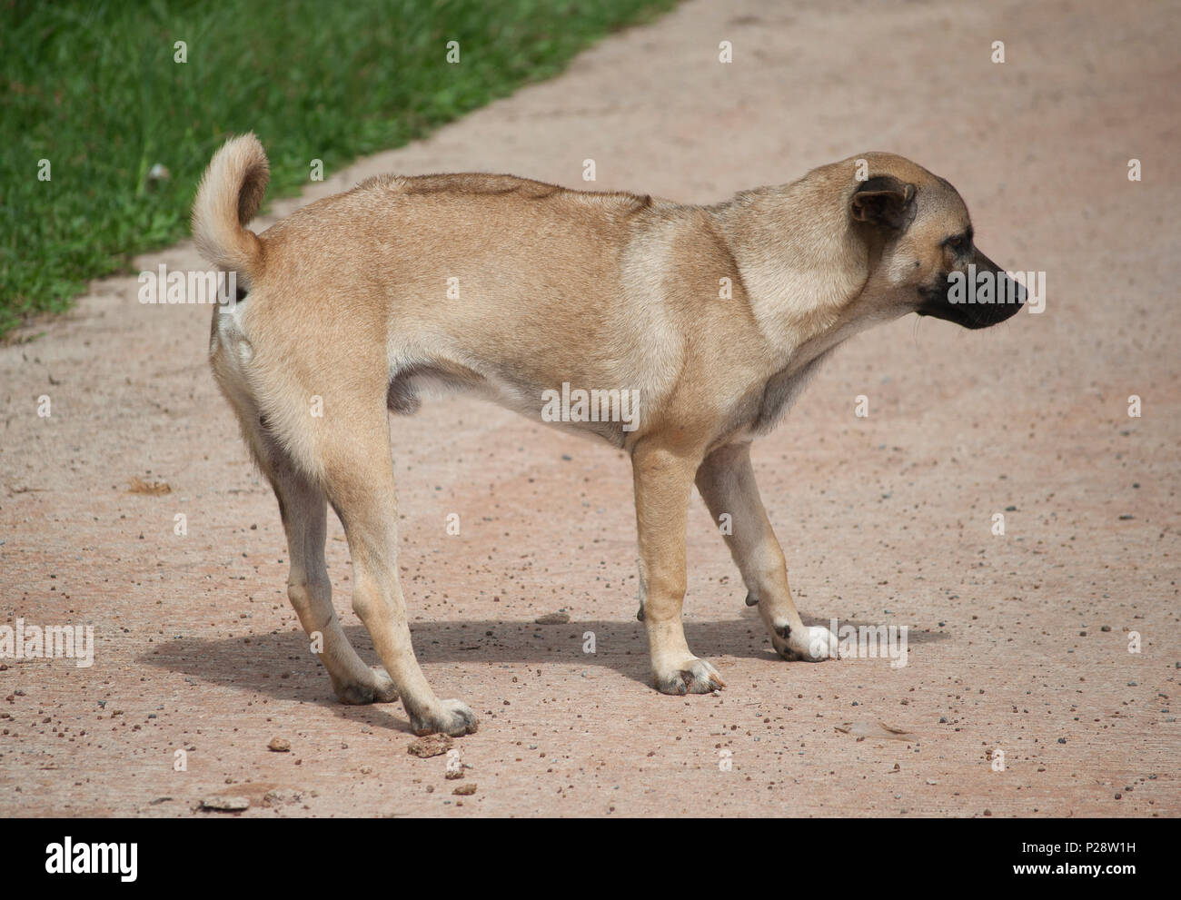 Thai Ridgeback cane maschio (Canis) razza mista di colore marrone visto dal lato e rivolto verso destra Foto Stock