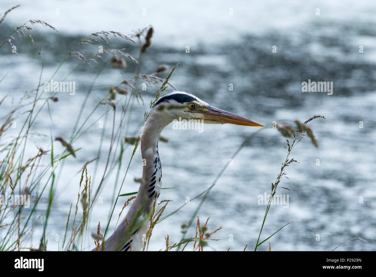 Un Airone da un canale. Gli aironi sono le lunghe gambe di acqua dolce e uccelli costieri nella famiglia ardeidi Foto Stock