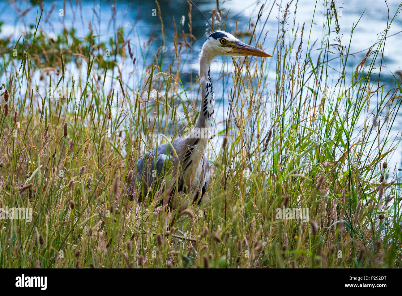 Un Airone da un canale. Gli aironi sono le lunghe gambe di acqua dolce e uccelli costieri nella famiglia ardeidi Foto Stock