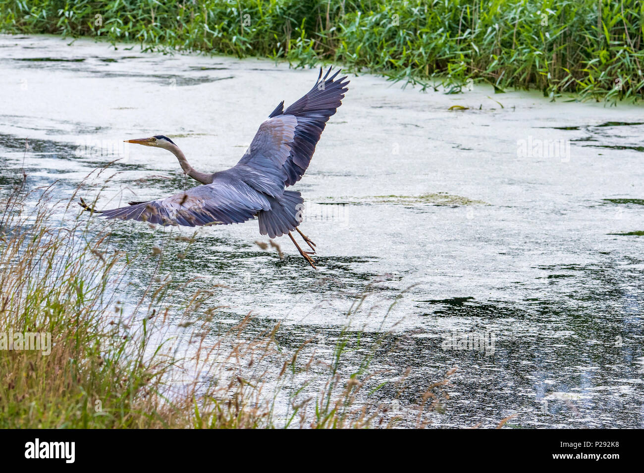 Un Airone da un canale. Gli aironi sono le lunghe gambe di acqua dolce e uccelli costieri nella famiglia ardeidi Foto Stock