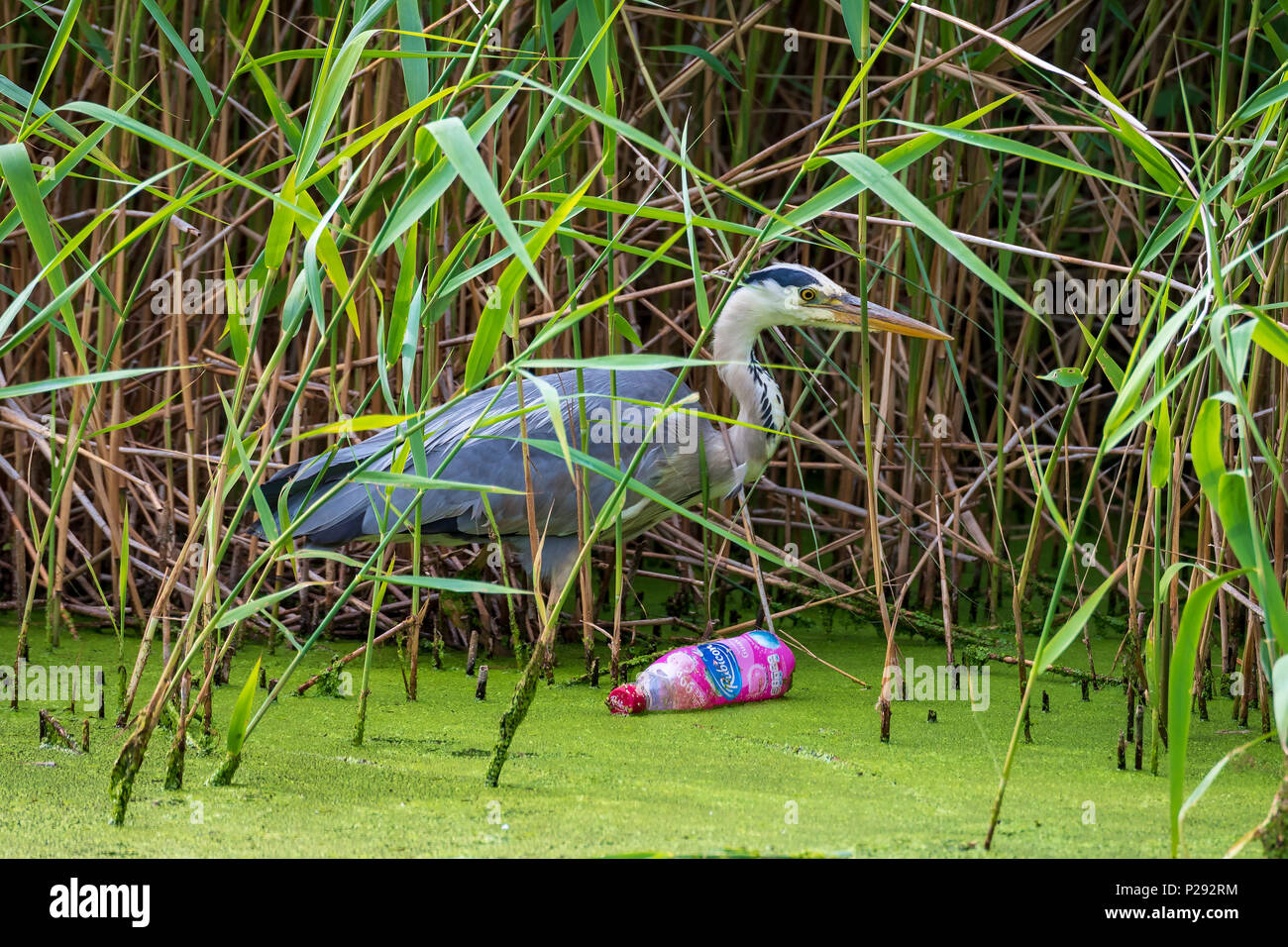 Un Airone da un canale. Gli aironi sono le lunghe gambe di acqua dolce e uccelli costieri nella famiglia ardeidi Foto Stock