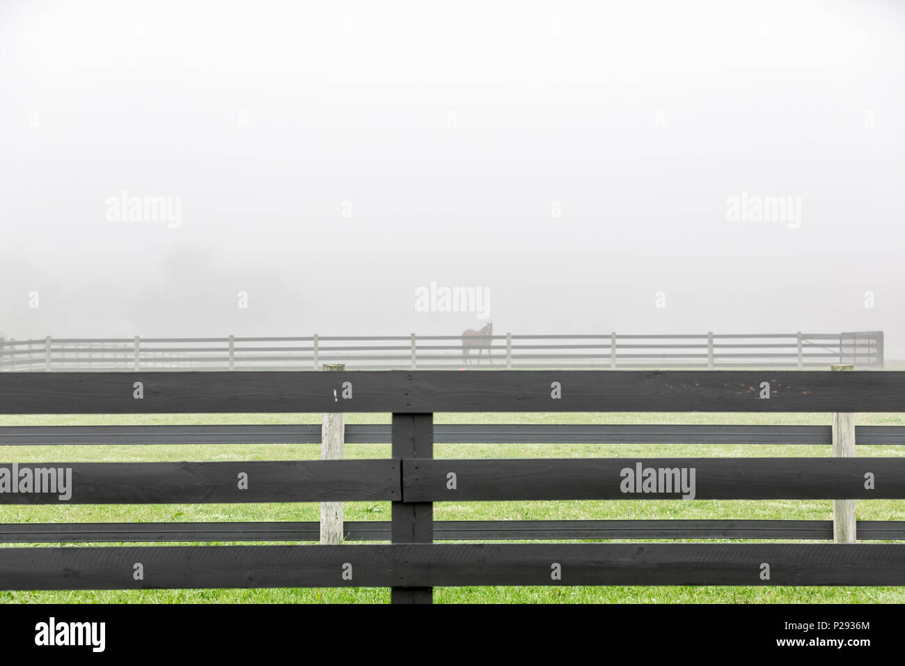 Un cavallo singolo in piedi in un pascolo su un molto nebbioso giorno Foto Stock