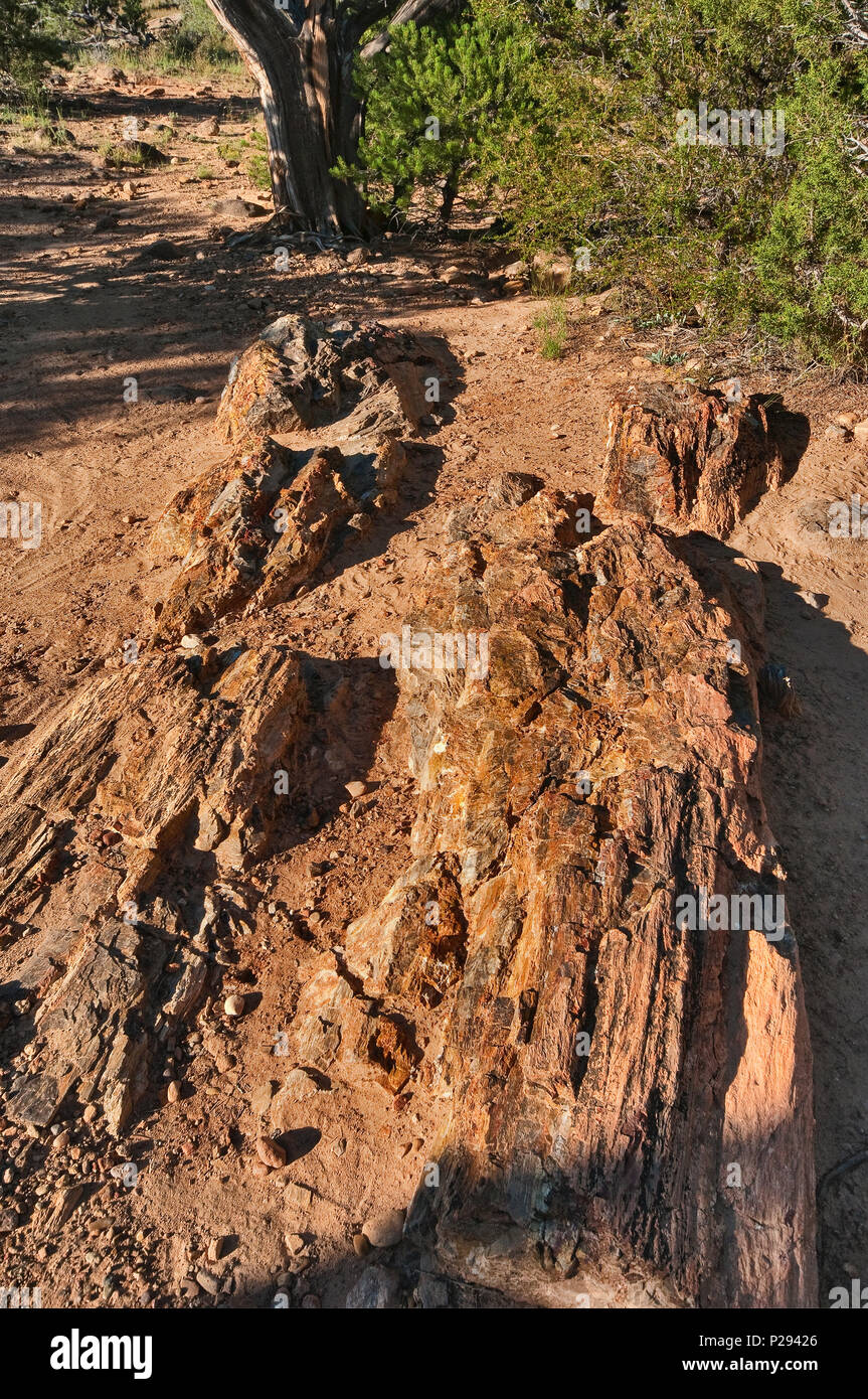 Rocce a Escalante foresta pietrificata del Parco Statale di Altopiano del Colorado, Utah, Stati Uniti d'America Foto Stock