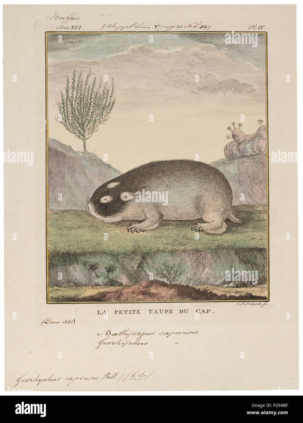 . Georhychus capensis . tra il 1700 e il 1880 UBA01 IZ20500168-y, 07-09-09, 16:17, 8C, 7060x9139 (36+60), 100%%%%, 17 08 2009 Con, 1/50 s, R52.6, G23.4, B30.7 133 Georhychus capensis - 1700-1880 - Stampa - Iconographia Zoologica - Collezioni Speciali Università di Amsterdam - UBA01 IZ20500165 Foto Stock