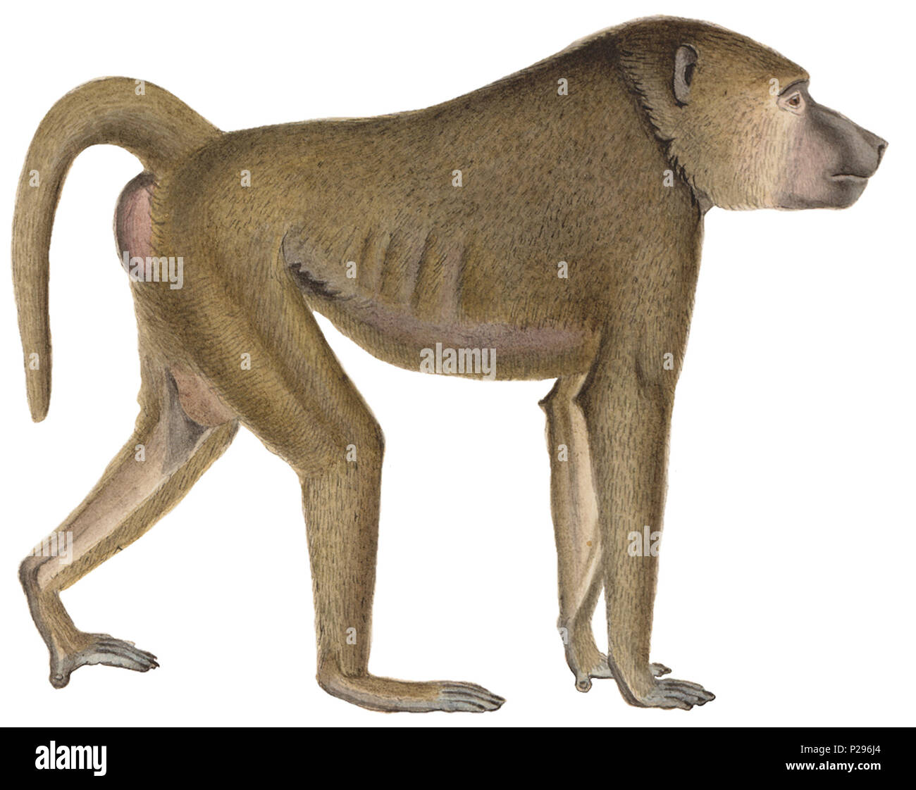 . Cynocephalus doguera . tra il 1700 e il 1880 UBA01 IZ20100034-y, 13-08-09, 15:56, 8C, 7884x9304 (0+57), 100%%%%, 06 07 2009 Con, 1/50 s, R51.7, G24.1, B30.8 73 Cynocephalus doguera - 1700-1880 - Stampa - Iconographia Zoologica - Collezioni Speciali Università di Amsterdam - (sfondo bianco) Foto Stock