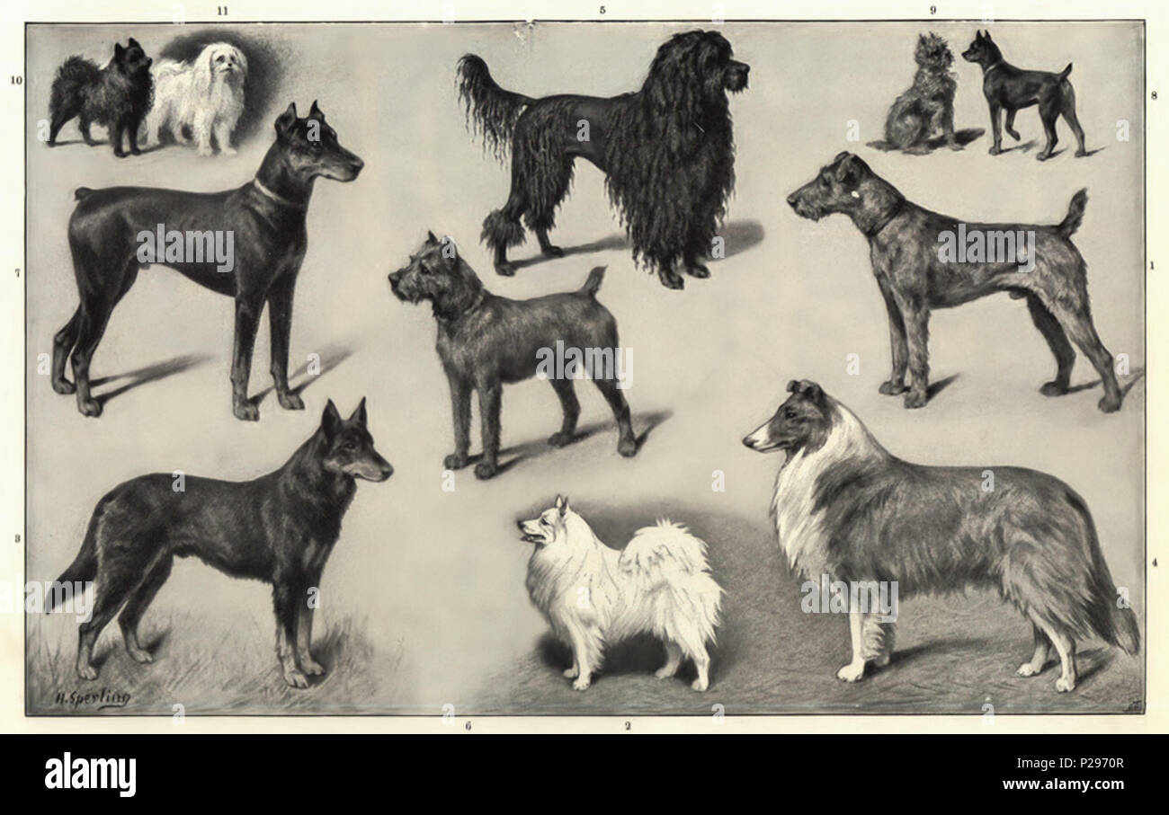. Svenska: Hundraser 1. Airedaleterrier 2. Vit tysk spets 3. Tysk vallhund (schäferhund) 4. Collie 5. Pudel 6. Pinscher Strävhårig 7. Dobermannpinscher 8. Korthårig dvärgpinscher 9. Strävhårig dvärgpinscher 10. Dvärgspets 11. Malteserhund inglese: cane razze (nomi da LA2-NSRW-2-0047.jpg) Airedale Terrier Samoiedo (Spitz Cane) Pastore Tedesco cane Collie ruvida (Scotch Collie) con fili (barboncino barboncino) grezzo-Pinscher rivestito (Irish Terrier) Dobermann (Doberman's Terrier) Pinscher in miniatura (capelli lisci Pinscher) grezzo-rivestito Pinscher in miniatura (scopata Pinscher) Pomerania (Spitz Nana) M Foto Stock