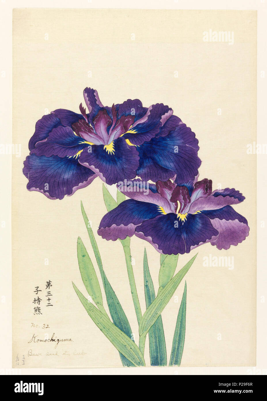. Inglese: stampa, orso e il suo cucciolo (Komochiguma), n. 32, ca. 1910 . Inglese: Due iridi, esterno cade lascia nel profondo blu-viola; foglie interne viola. . Circa 1910 267 Stampa, orso e il suo cucciolo (Komochiguma), n. 32, ca. 1910 (CH) 18380767 Foto Stock