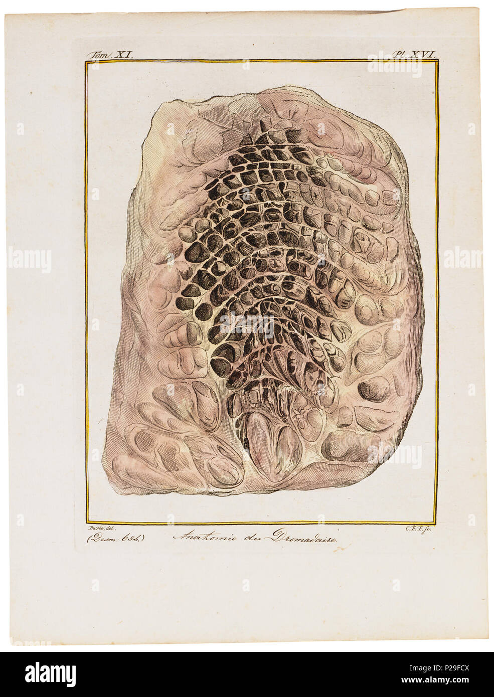 . Camelus dromedarius - ingewanden . tra il 1700 e il 1880 UBA01 IZ21600090-y, 12-06-09, 10:55, 8C, 6556x7374 (693+767), 100%%%%, Tooncurve11030, 1/50 s, R57.7, G29.1, B37.8 48 Camelus dromedarius - ingewanden - 1700-1880 - Stampa - Iconographia Zoologica - Collezioni Speciali Università di Amsterdam - UBA01 IZ21600083 Foto Stock