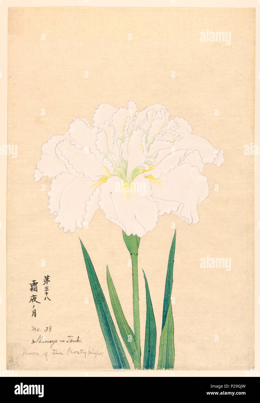 . Inglese: stampa, la luna del gelido di notte (Shimoyo no Tsuki), n. 38, ca. 1910 . Inglese: un grande iris, esterno cade lascia bianco; foglie interne con riflessi verdi. . Circa 1910 268 stampa, la luna del gelido di notte (Shimoyo no Tsuki), n. 38, ca. 1910 (CH) 18380781-2 Foto Stock