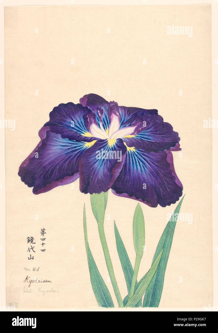. Inglese: stampa, Mt. Kyodai (Kyodaisan), n. 44, ca. 1910 . Inglese: un grande iris, esterno cade lascia Deep Purple a luce blu al centro; foglie interno bianco con punte di colore viola. . Circa 1910 268 Stampa, Mt. Kyodai (Kyodaisan), n. 44, ca. 1910 (CH) 18380791-2 Foto Stock