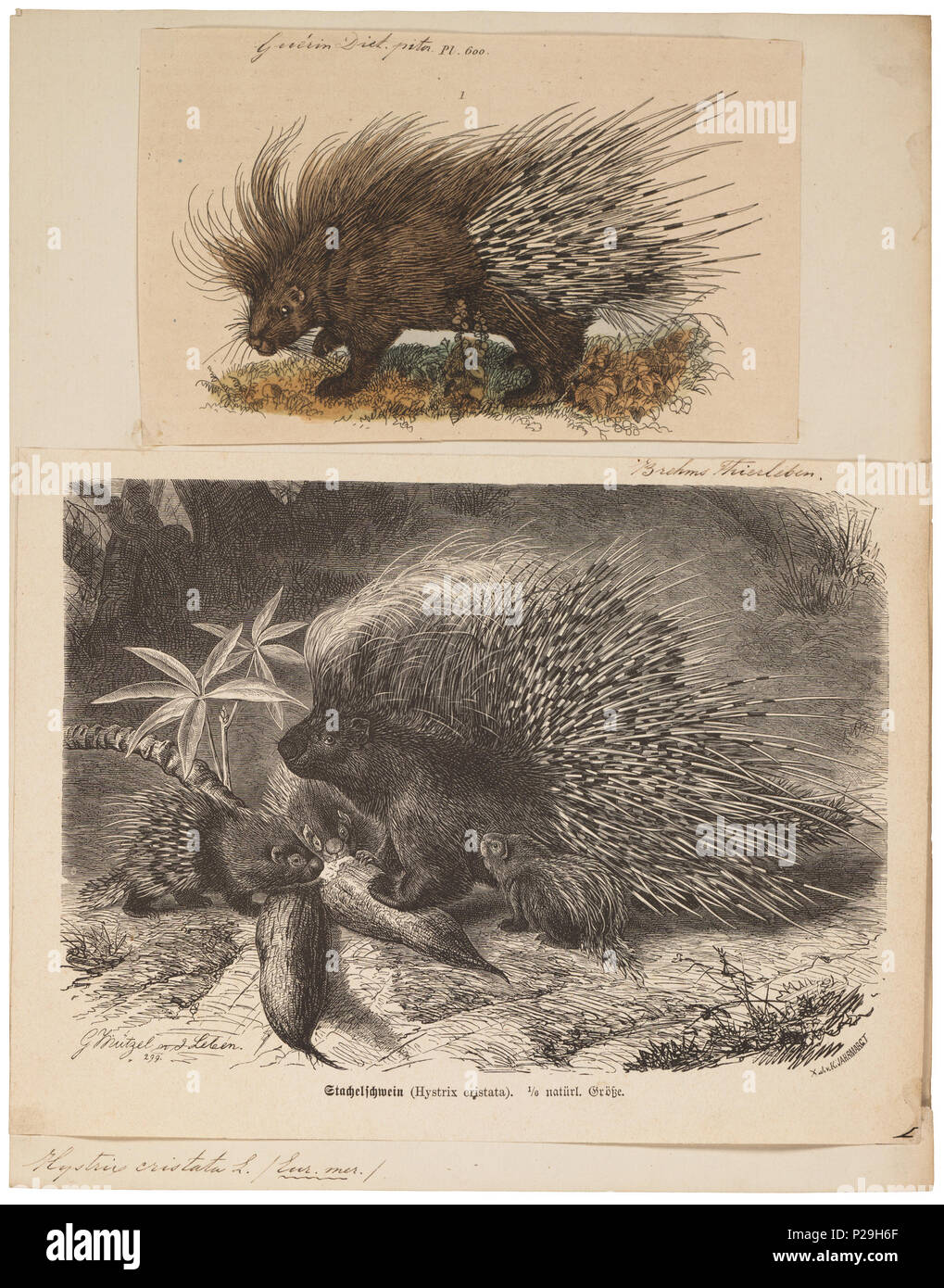 UBA01 IZ20600048-y, 08-09-09, 15:10, 8C, 7220x9225 (62+78), 100%%%%, 17 08 2009 Con, 1/50 s, R52.6, G23.4, B30.7 154 Hystrix cristata - 1700-1880 - Stampa - Iconographia Zoologica - Collezioni Speciali Università di Amsterdam - UBA01 IZ20600045 Foto Stock