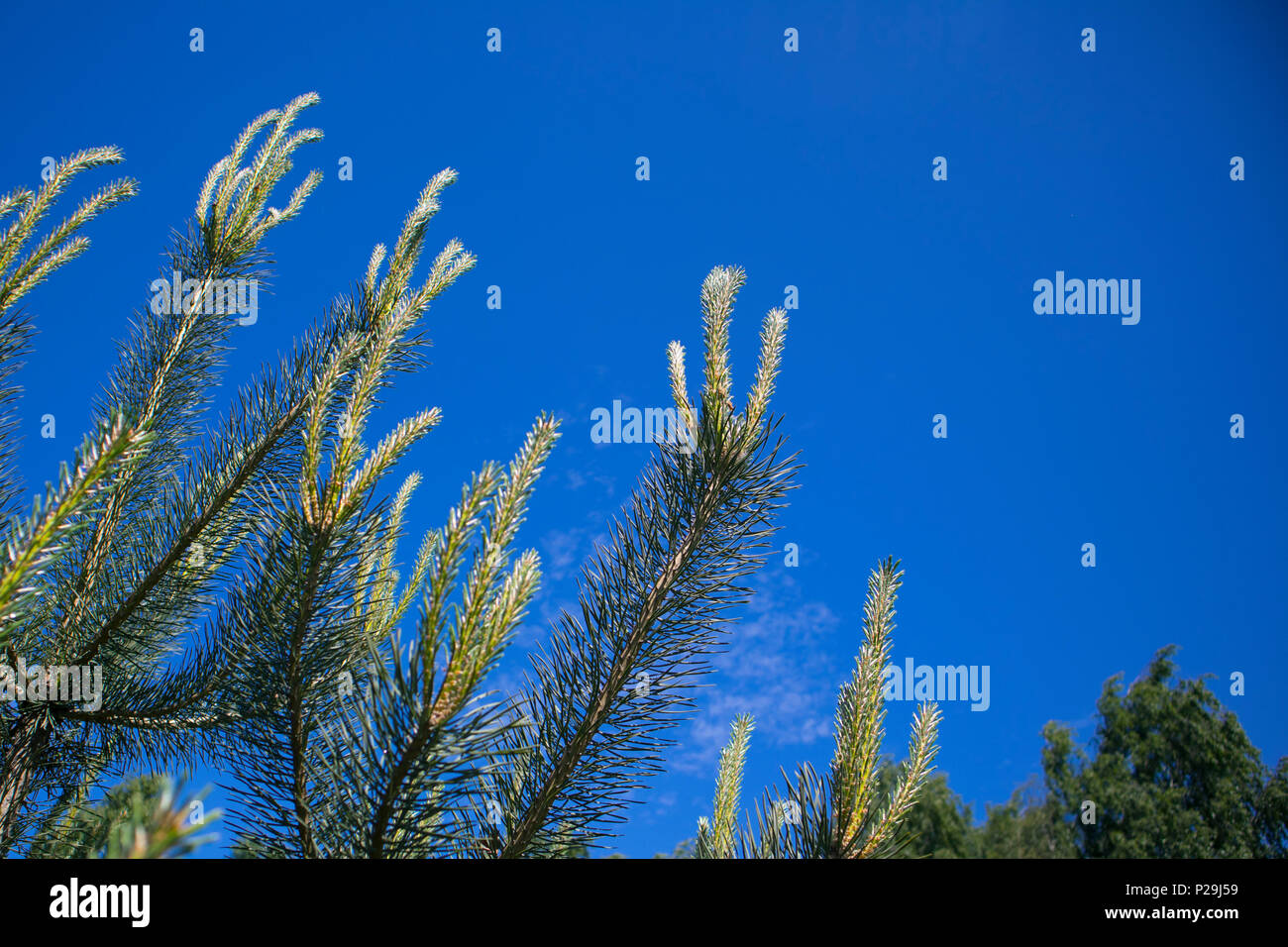 Rami di pino con giovani germogli contro il cielo blu, può essere utilizzato come sfondo Foto Stock