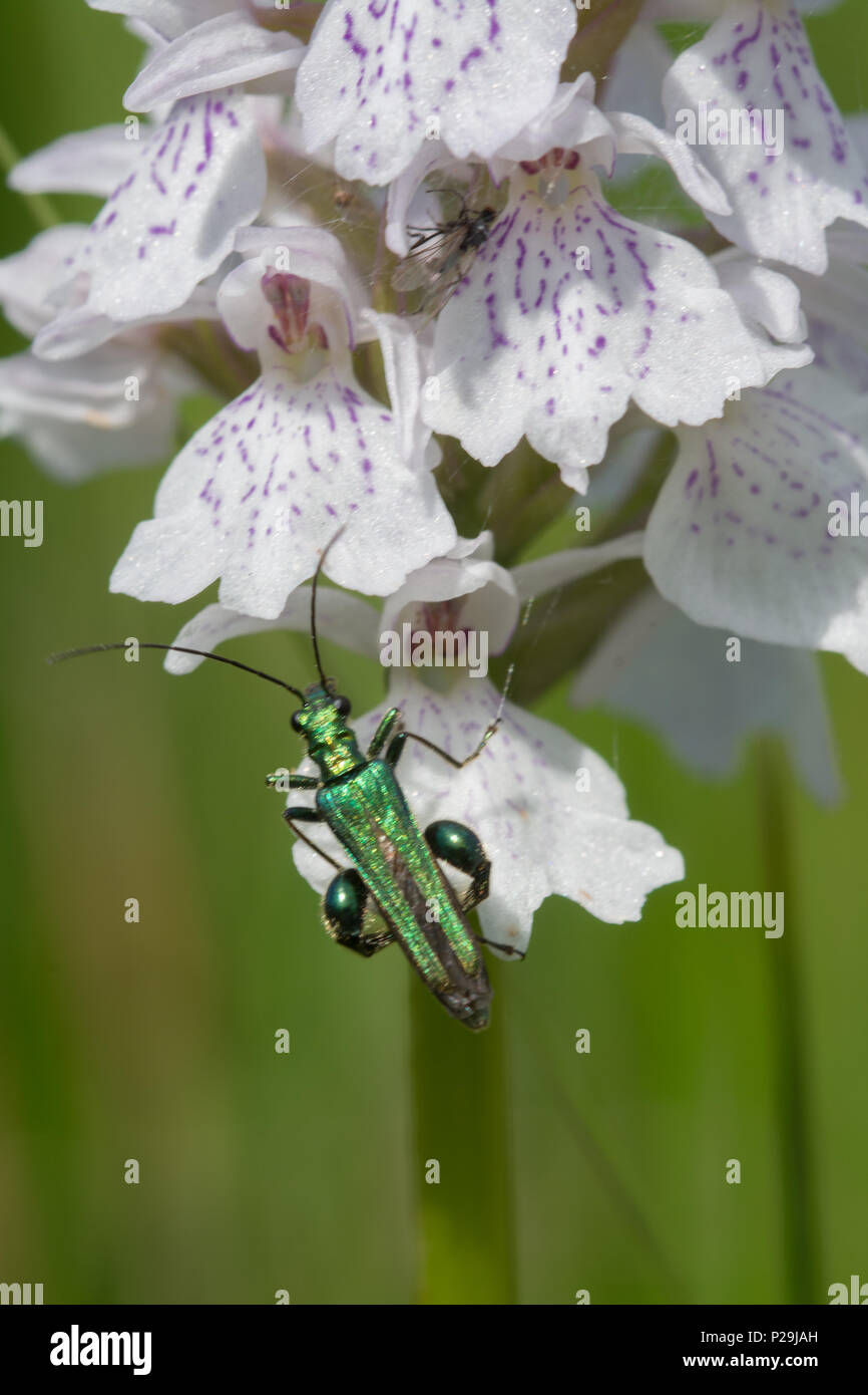 Gonfia-thighed beetle (Oedemera nobilis) su un Orchidea macchiata (Dactylorhiza maculate) Foto Stock