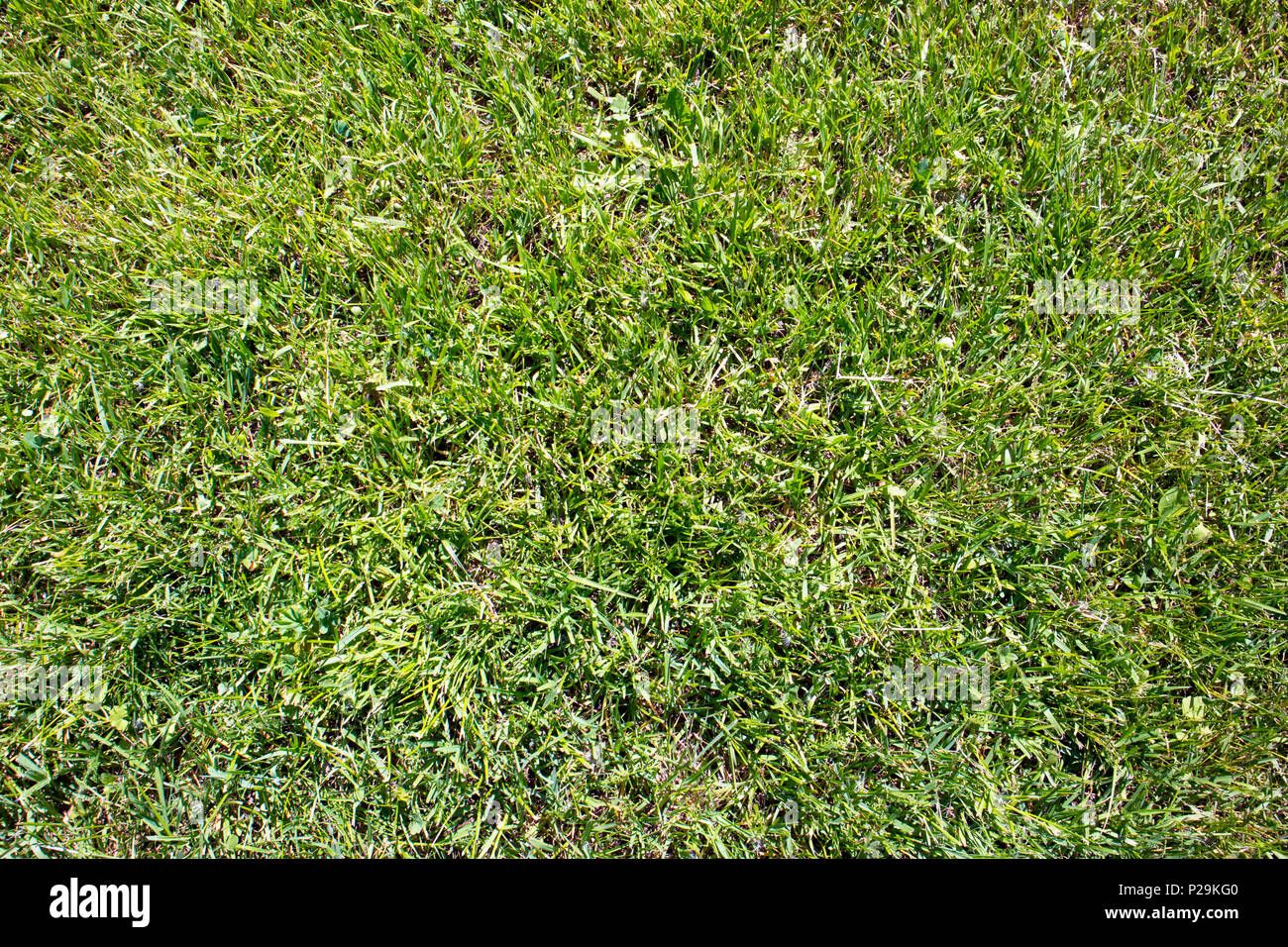 Sfondo naturale con fresche tagliate verde erba, può essere utilizzato come trama Foto Stock