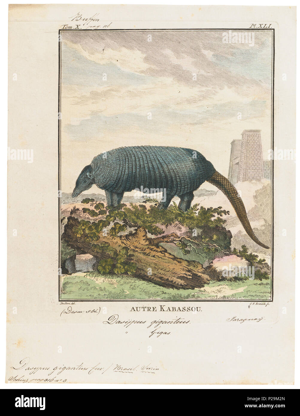 . Dasypus giganteus . tra il 1700 e il 1880 UBA01 IZ21000096-y, 09-04-09, 11:27, 8C, 7704x9400 (132+72), 100%%%%, Tooncurve11030, 1/60 s, R80.6, G54.6, B58.3 75 Dasypus giganteus - 1700-1880 - Stampa - Iconographia Zoologica - Collezioni Speciali Università di Amsterdam - UBA01 IZ21000089 Foto Stock