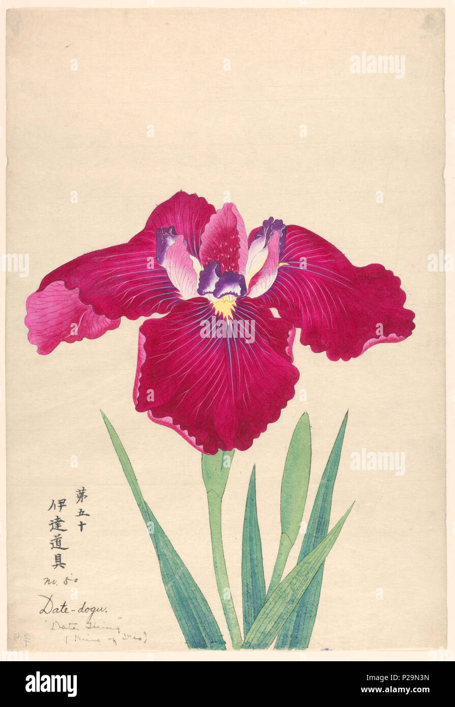 . Inglese: stampa, re di Iris (data-dogu), n. 50, ca. 1910 . Inglese: un grande iris, esterno cade lascia magenta con raggi di porpora; foglie interne di colore rosso e bianco con punte di colore viola. . Circa 1910 268 Stampa, re di Iris (data-dogu), n. 50, ca. 1910 (CH) 18608821-2 Foto Stock