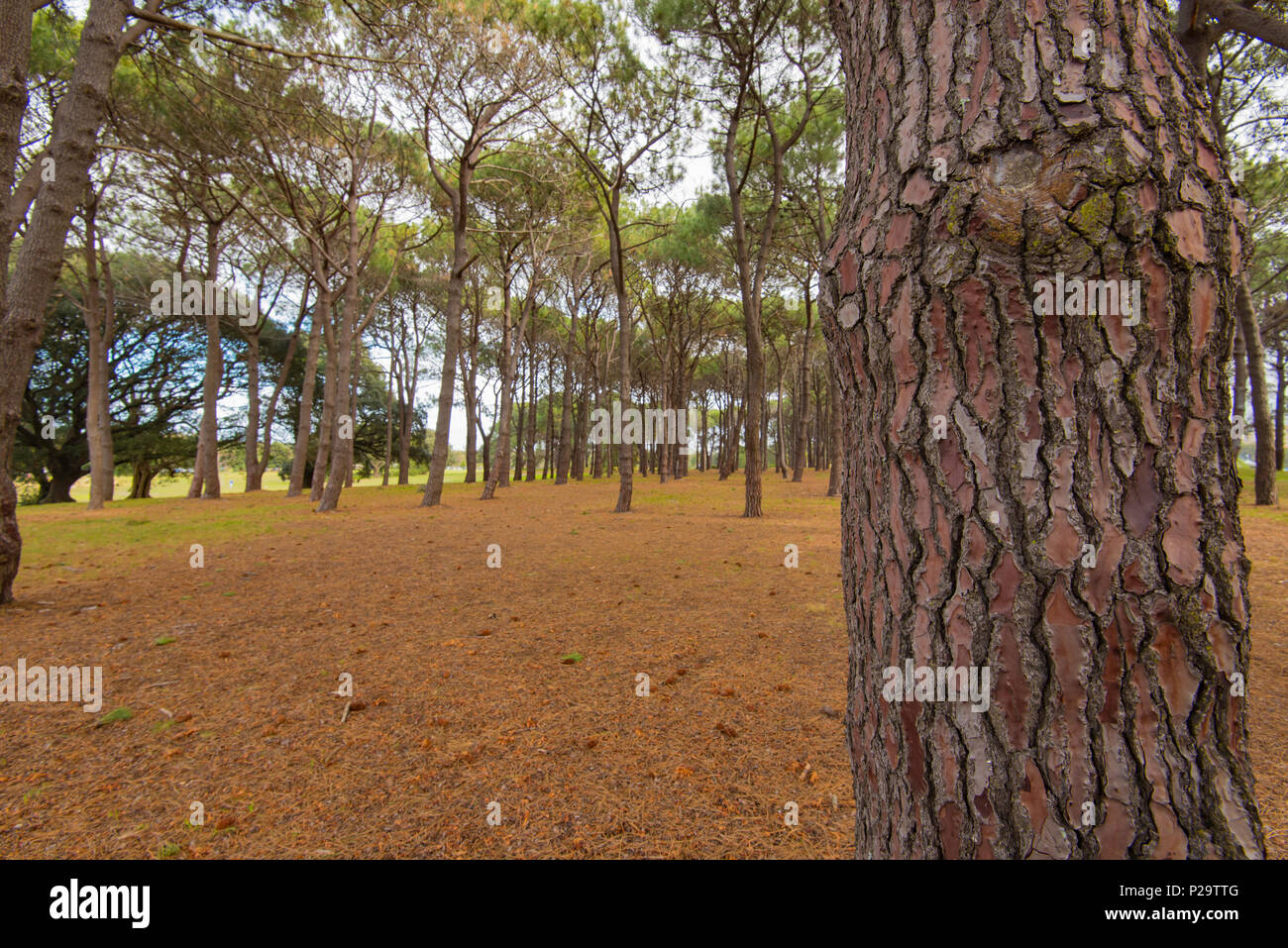 Il boschetto di pini in Centennial Park Sydney piantati con trasporto marittimo o cluster di pini (Pinus pinaster) un problematico specie invasive in alcuni paesi Foto Stock
