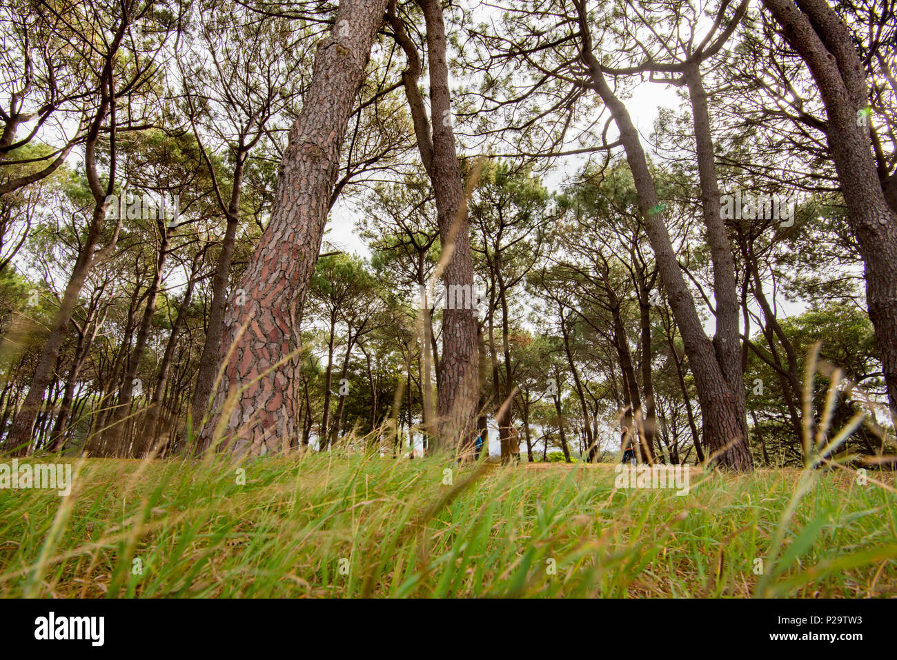 Il boschetto di pini in Centennial Park Sydney piantati con trasporto marittimo o cluster di pini (Pinus pinaster) un problematico specie invasive in alcuni paesi Foto Stock