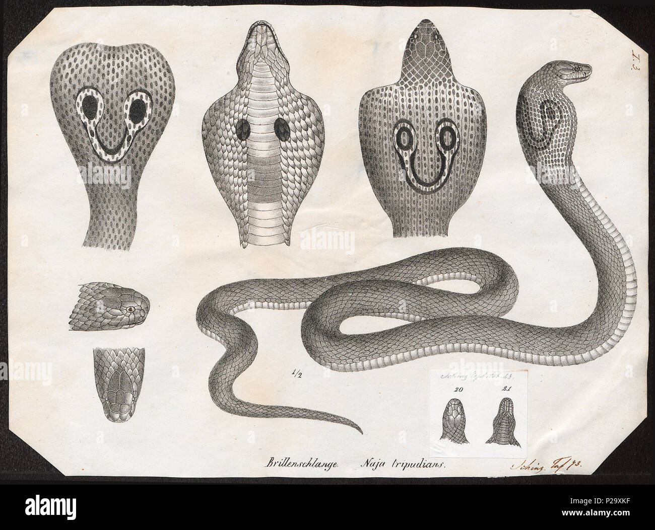 . Naja tripudians . tra il 1700 e il 1880 199 Naja tripudians - 1700-1880 - Stampa - Iconographia Zoologica - Collezioni Speciali Università di Amsterdam - UBA01 IZ11800055 Foto Stock