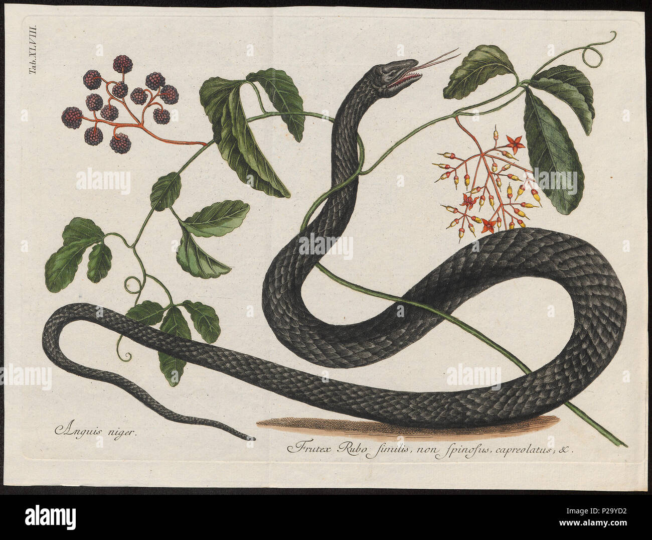 . Anguis Niger . Tra il 1700 e il 1880 18 Anguis niger - 1700-1880 - Stampa - Iconographia Zoologica - Collezioni Speciali Università di Amsterdam - UBA01 IZ12100087 Foto Stock