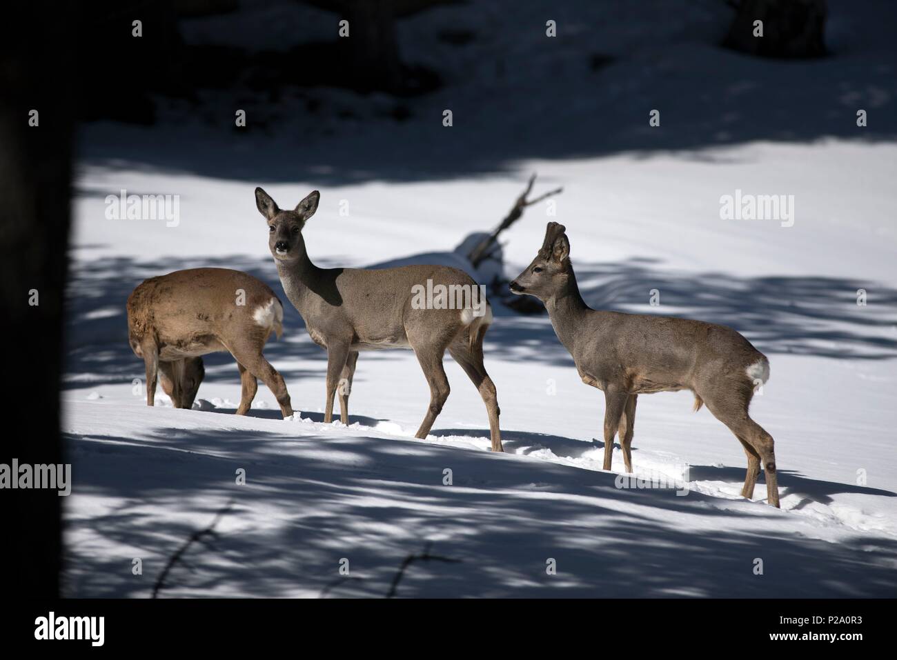 Capriolo nella neve (Capreolus capreolus), gruppo, Francia Foto Stock