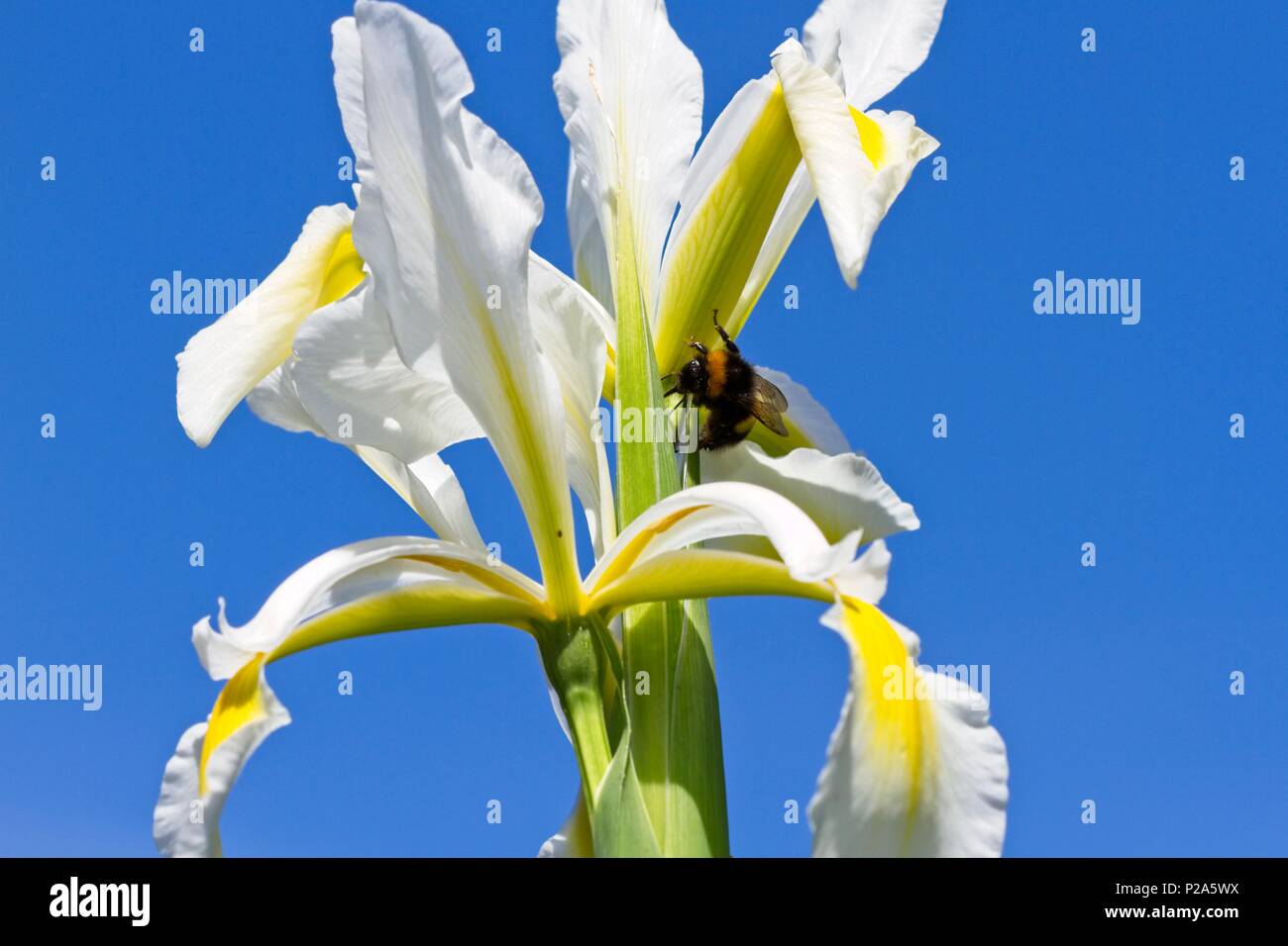 Iride Bianco fiore contro un cielo blu, REGNO UNITO Foto Stock