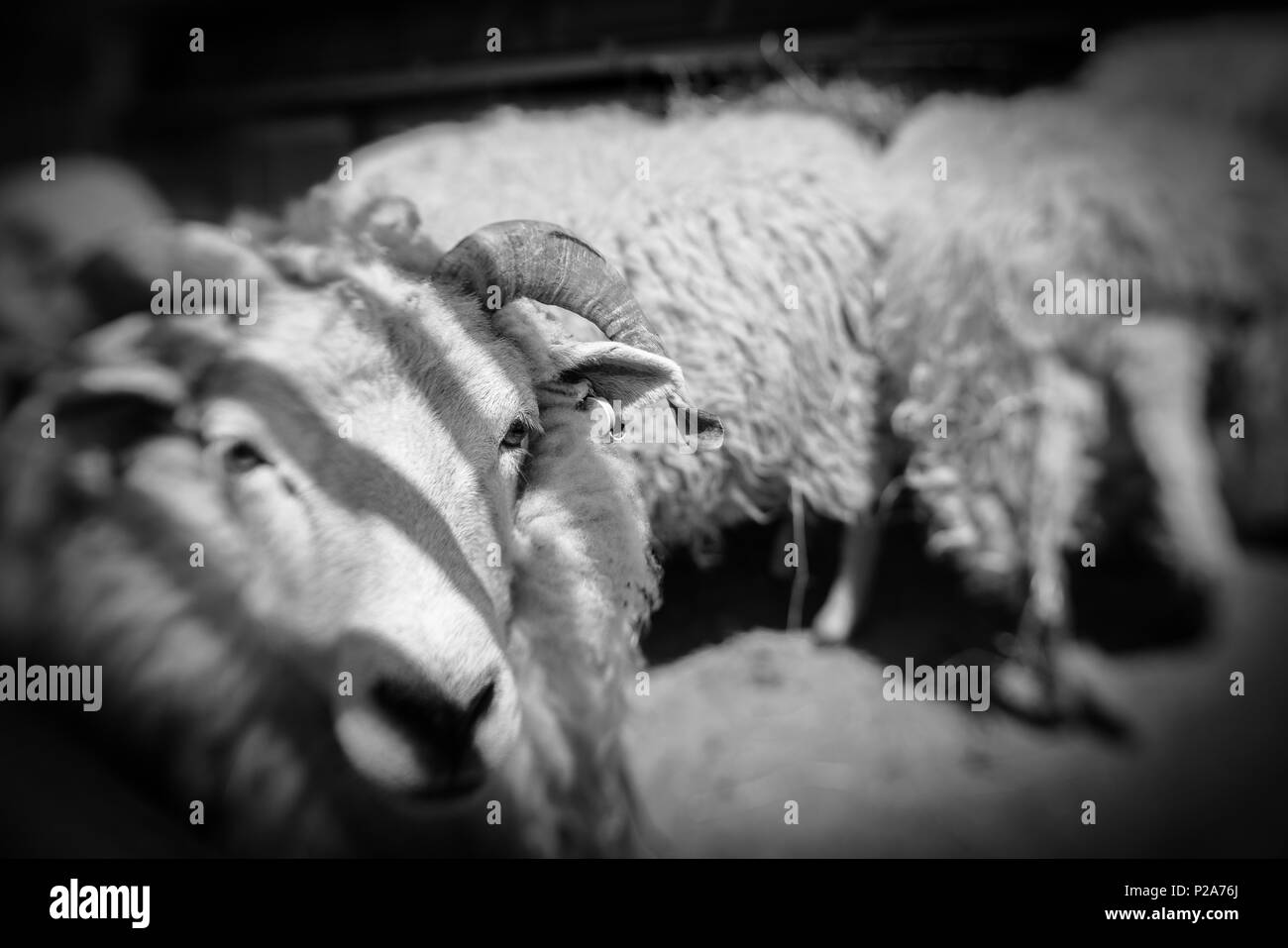 Pecore in piedi all'interno di un fienile in una fattoria in Kent, Regno Unito Foto Stock