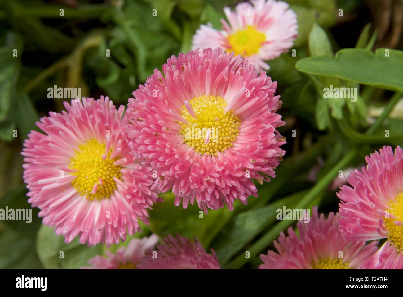 Rosa Gaillardia x grandiflora fiori Foto Stock