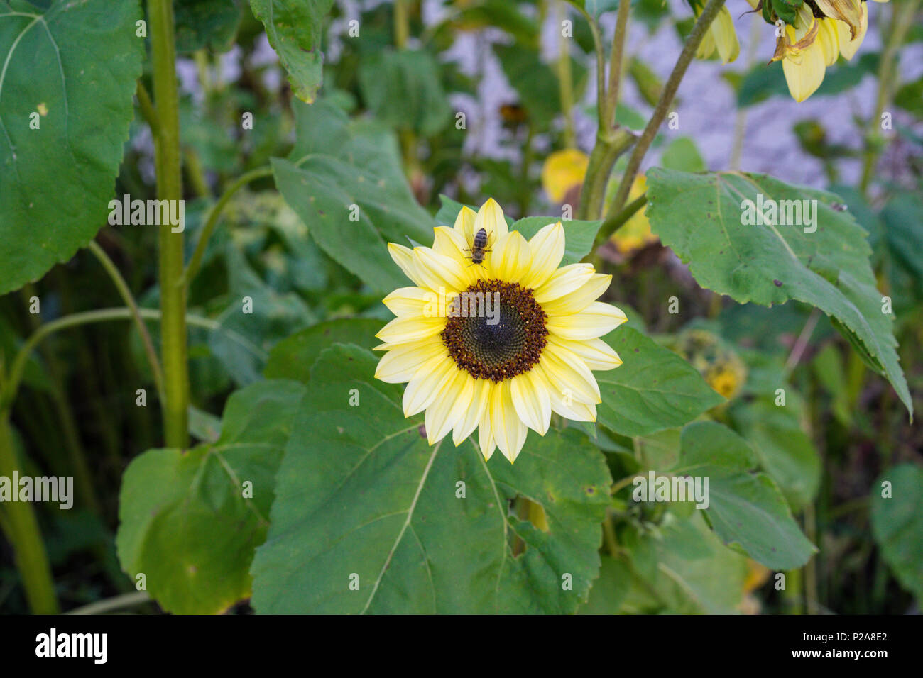 Vespa sul fiore giallo in natura vista frontale a foglia verde sullo sfondo del giardino Foto Stock