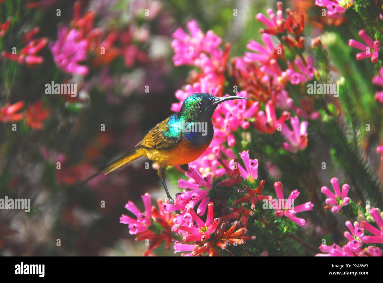 Un bellissimo arancio iridescenti sono addossati Sunbird (Anthobaphes violacea) alimentazione su fiori colorati vicino a Città del Capo in Sud Africa. Foto Stock