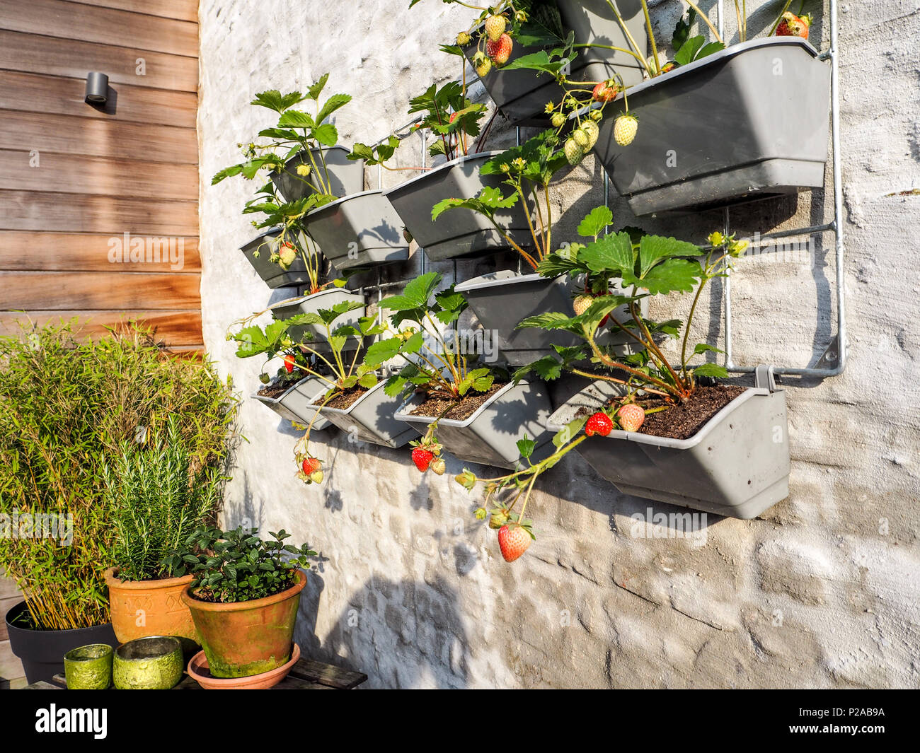 Filari di piante di fragola con mature e frutti immaturi in un giardino verticale appeso a una parete in un piccolo patio Foto Stock