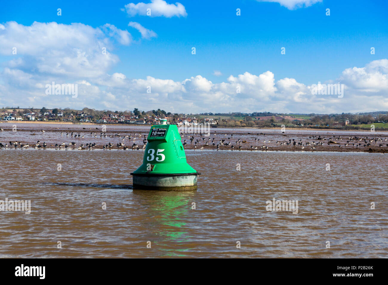 Un assortimento di trampolieri alimentare sulle velme del Fiume Exe vicino a Exton, Devon, Inghilterra, Regno Unito Foto Stock