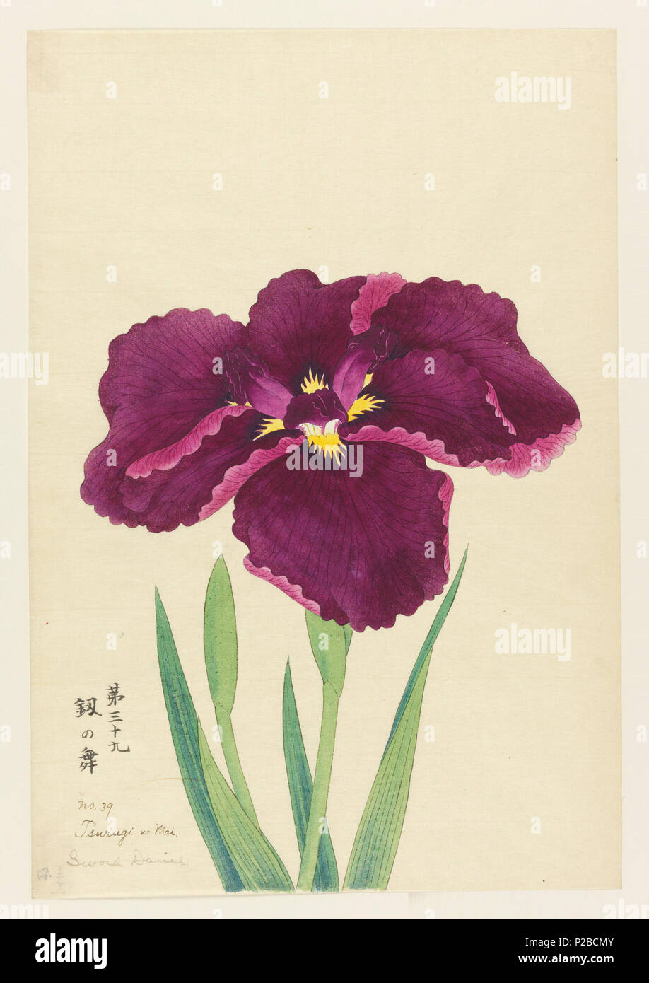 . Inglese: stampa, ballo di spada (Tsurugi no Mai), n. 39, ca. 1910 . Inglese: un grande iris in deep magenta-viola. . Circa 1910 269 Stampa, ballo di spada (Tsurugi no Mai), n. 39, ca. 1910 (CH) 18380783 Foto Stock