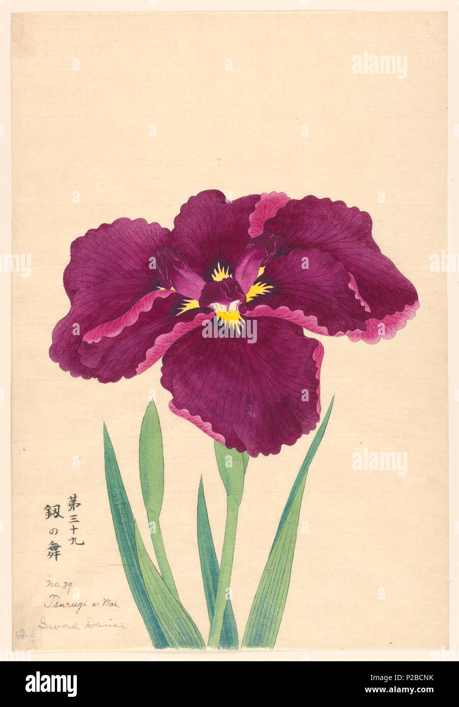 . Inglese: stampa, ballo di spada (Tsurugi no Mai), n. 39, ca. 1910 . Inglese: un grande iris in deep magenta-viola. . Circa 1910 269 Stampa, ballo di spada (Tsurugi no Mai), n. 39, ca. 1910 (CH) 18380783-2 Foto Stock