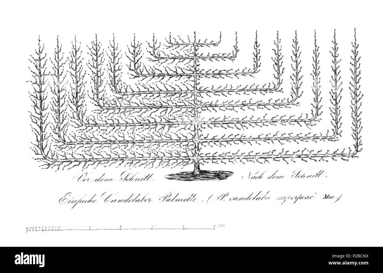 . Deutsch: Tafel zum Artikel Schnitt des Pfirsichbaums als Candelaber-Palmette (Candelabre superposé) . 1868. Sconosciuto 231 Pom.Mon.Hefte 1868 Candelaber-Palmette Foto Stock