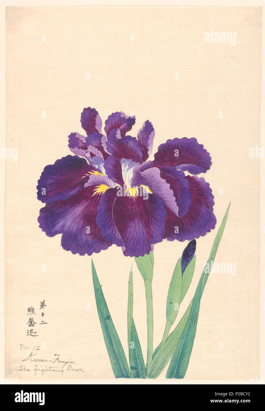 . Inglese: stampa, i combattimenti di Orso (Kuma Funjin), n. 12, ca. 1910 . Inglese: un grande Deep Purple iris, interna cade lascia in bianco con punte di colore viola. . Circa 1910 269 stampa, i combattimenti di Orso (Kuma Funjin), n. 12, ca. 1910 (CH) 18608943-2 Foto Stock
