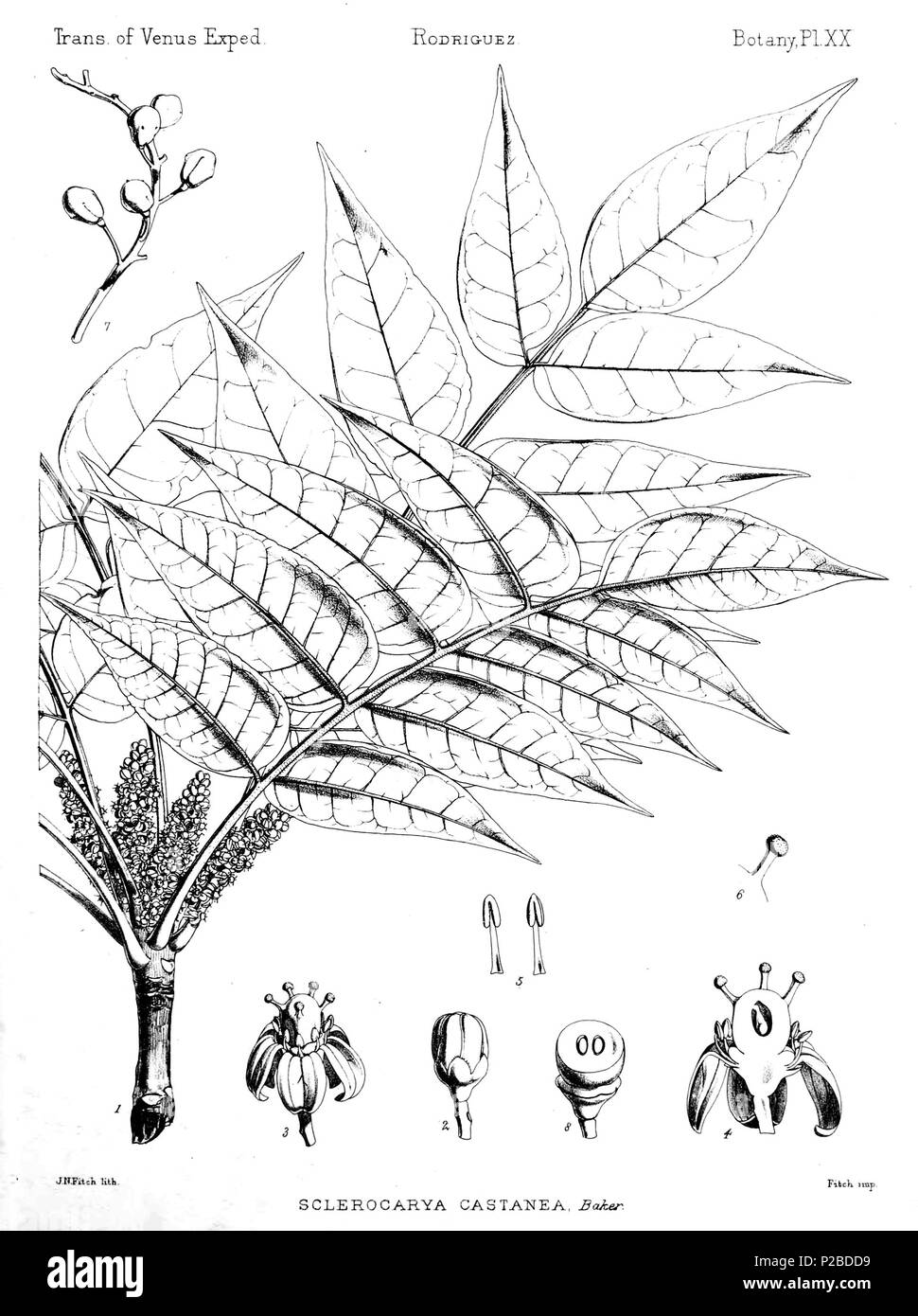 . Sclerocarya castanea Baker = Poupartia castanea (Baker) Engl., Anacardiaceae fine ramoscello con foglie e infiorescenza fiore nascere completamente aperto fiore sezione verticale del fiore stame lo stile e lo stigma fruttificazione ramo della infiorescenza sezione trasversale del frutto acerbo . 1879. Scansione tramite Internet Archive 273 PTRS168 0645 Foto Stock