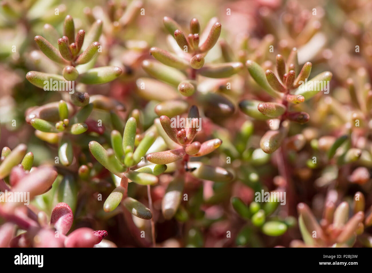 Tripmadam Fetthenne als Heilpflanze für Naturmedizin und Pflanzenheilkunde Foto Stock