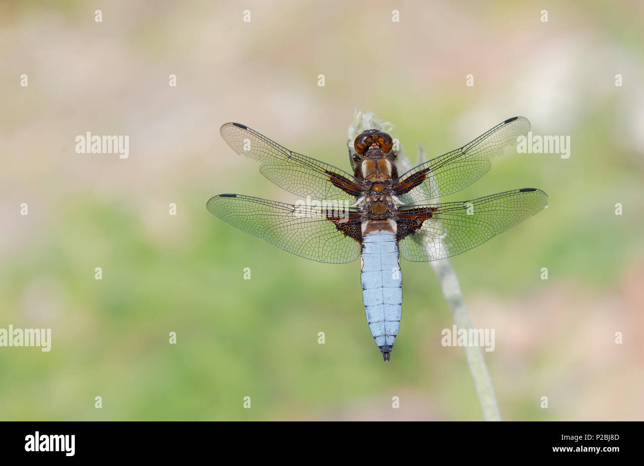 Maschio depressa libellula blu che mostra un ampio addome appiattito e ala scuro basi, la libellula chiamato anche ampio corposo chaser, Ovest della Germania Foto Stock