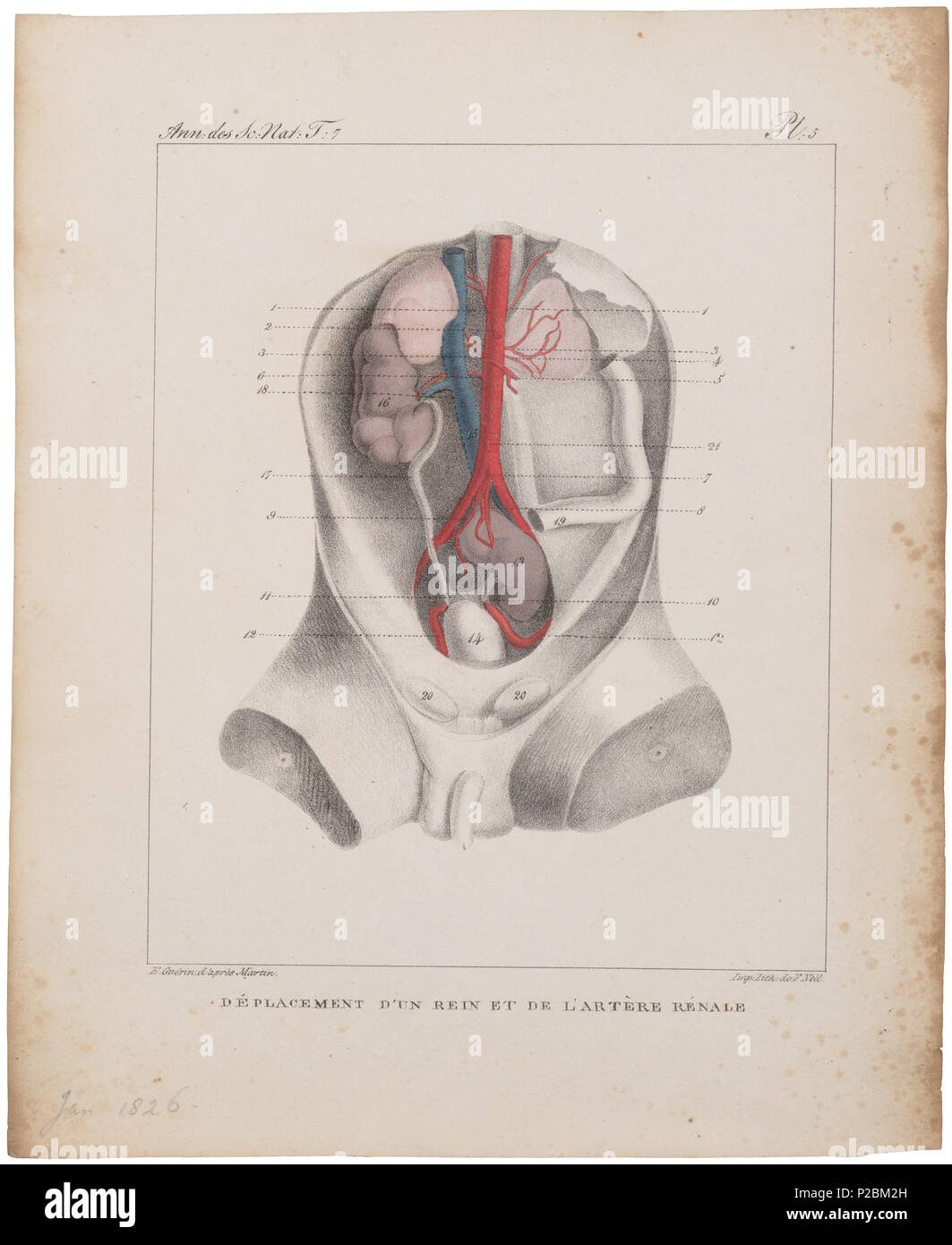 . Homo sapiens - Afwijking in vaatstelsel . tra il 1700 e il 1880 UBA01 IZ19600213-y, 25-09-09, 12:31, 8C, 6926x7955 (694+379), 100%%%%, BasisCurve Arte, 1/50 s, R48.6, G19.4, B13.4 150 Homo sapiens - Afwijking in vaatstelsel - 1700-1880 - Stampa - Iconographia Zoologica - Collezioni Speciali Università di Amsterdam - UBA01 IZ19600212 Foto Stock