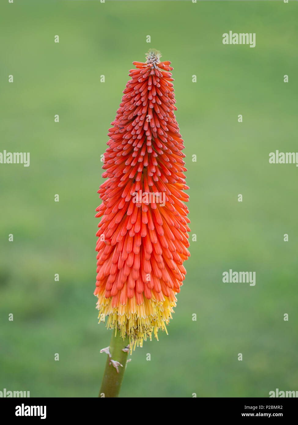 Fiore straordinario. Red Hot poke. Kniphofia. Foto Stock