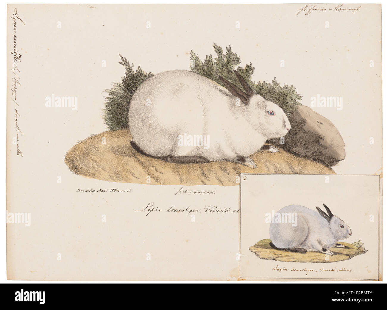 . Lepus cuniculus . tra il 1700 e il 1880 UBA01 IZ20600238-y, 10-09-09, 15:05, 8C, 7856x10325 (49+99), 100%%%%, 17 08 2009 Con, 1/50 s, R52.6, G23.4, B30.7 174 Lepus cuniculus - 1700-1880 - Stampa - Iconographia Zoologica - Collezioni Speciali Università di Amsterdam - UBA01 IZ20600235 Foto Stock