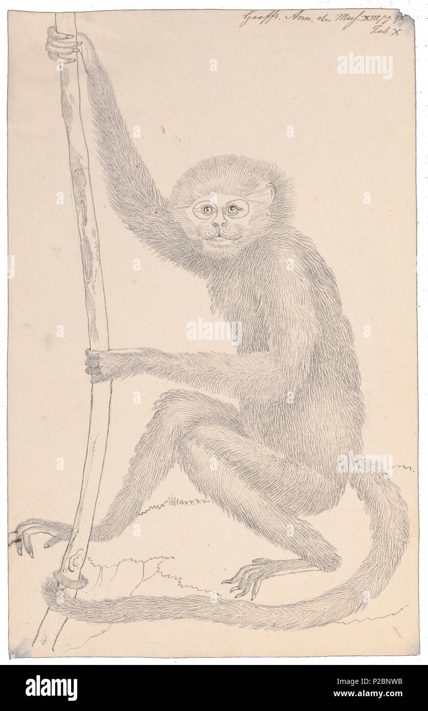 . Ateles marginatus . 1809 UBA01 IZ20200111, 19-10-09, 16:19, 8C, 4442x3519 (1887+357), 100%%%%, Base Artis Gv, 1/160 s, R45.2, G10.6, B7.7 24 Ateles marginatus - 1809 - Stampa - Iconographia Zoologica - Collezioni Speciali Università di Amsterdam - UBA01 IZ20200111 Foto Stock