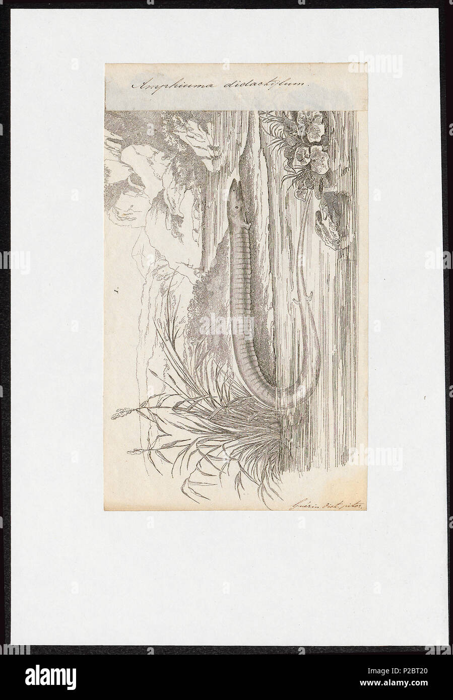 . Amphiuma didactylum . tra il 1700 e il 1880 16 Amphiuma didactylum - 1700-1880 - Stampa - Iconographia Zoologica - Collezioni Speciali Università di Amsterdam - UBA01 IZ11400189 Foto Stock