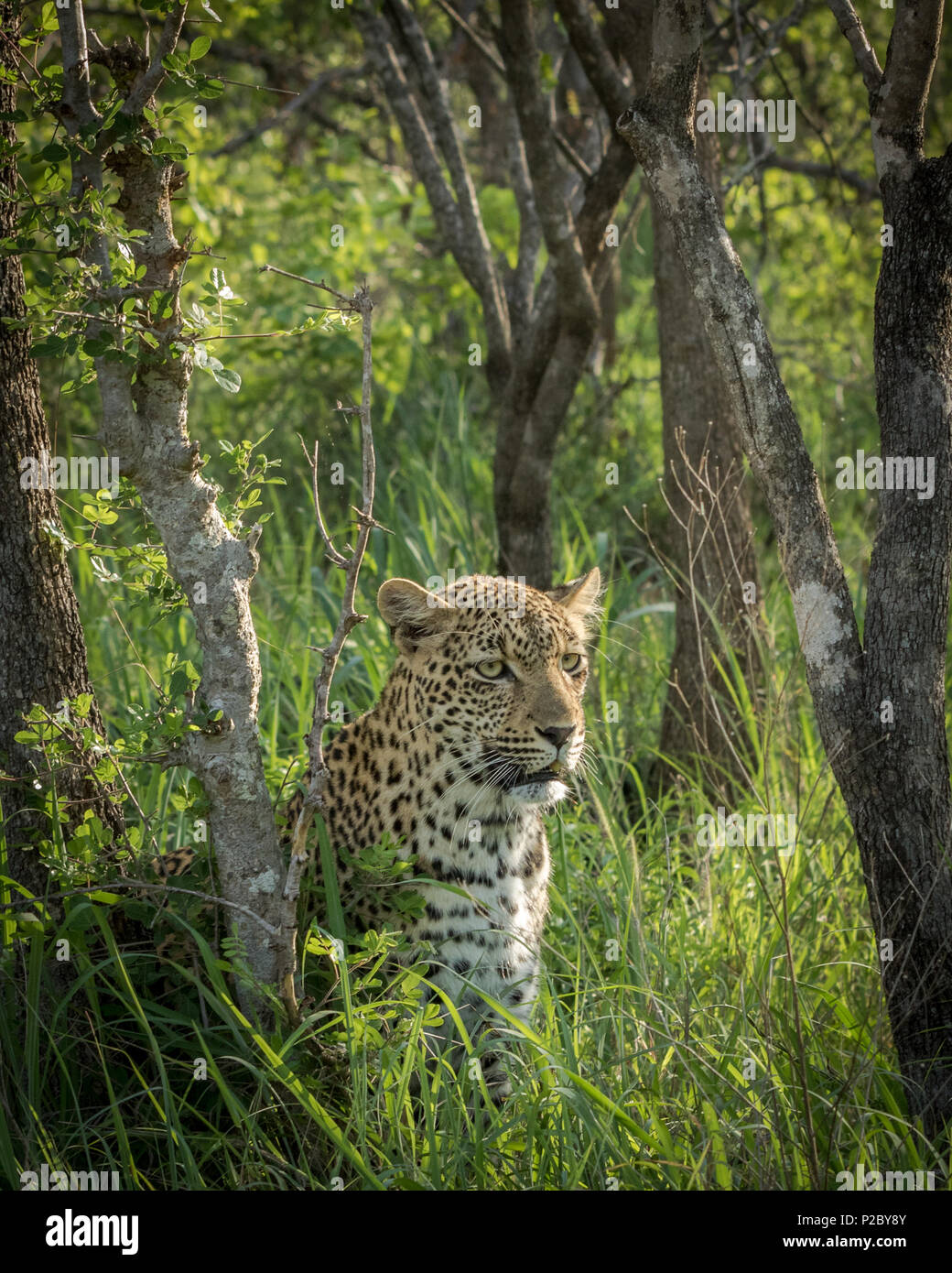Femmina di scansione di leopard il suo territorio per la potenziale preda. Foto Stock